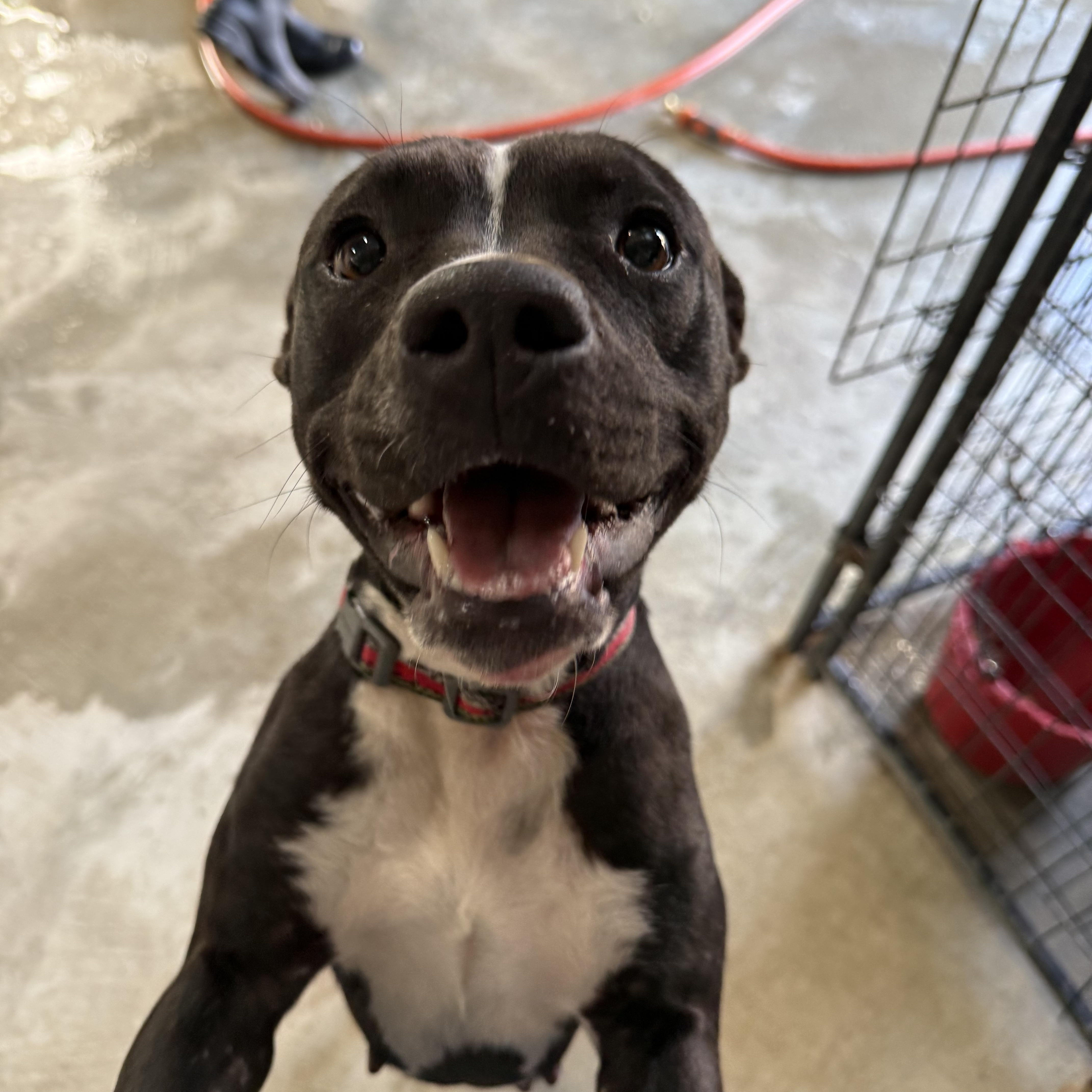 Enlarge Yule, an adopted American Staffordshire Terrier in Lewisburg, TN image 1/2