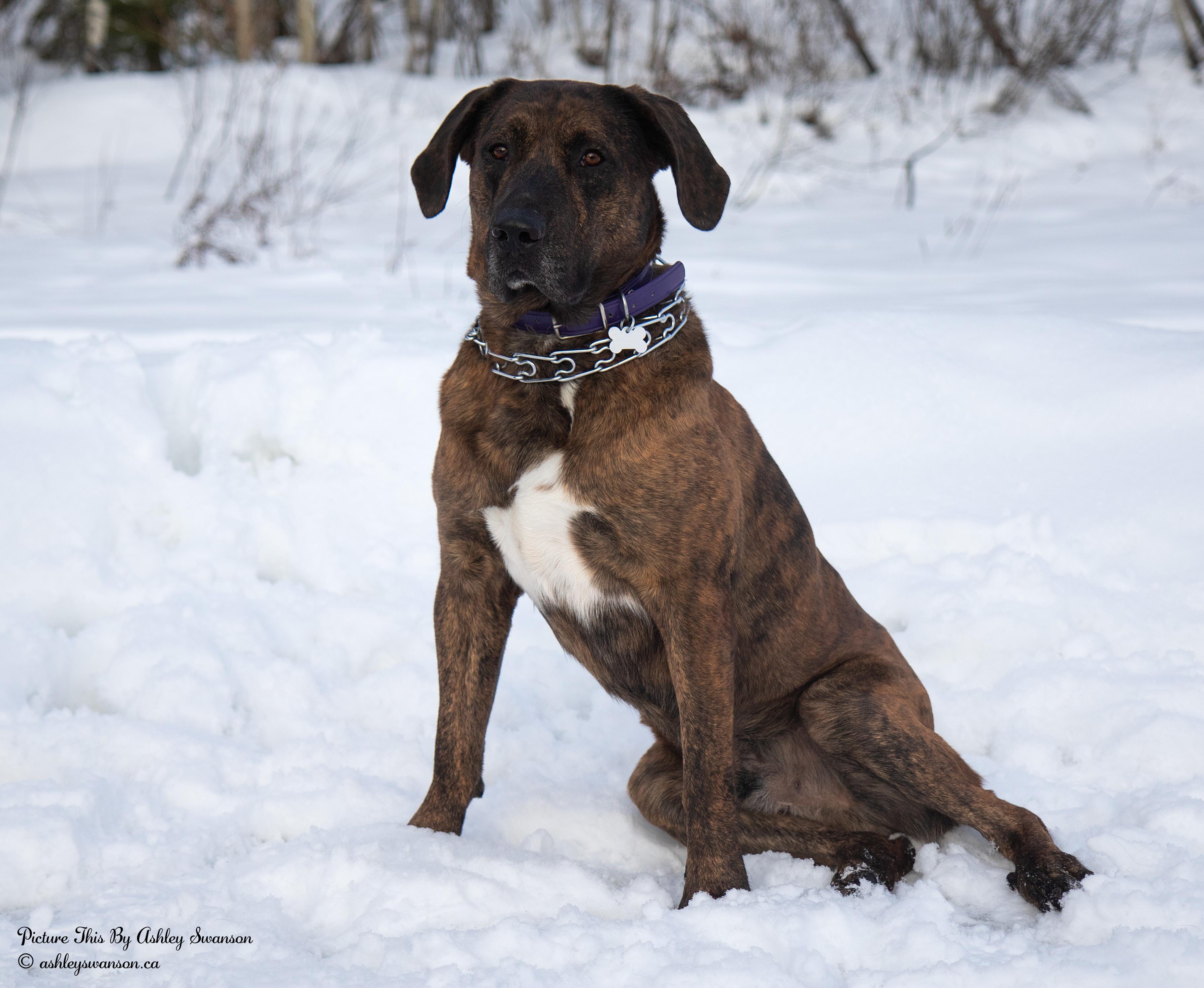 Bruno, Adult Male unknown