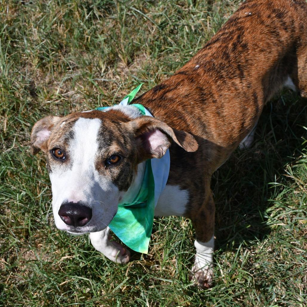 Enlarge Hawkeye, a Adoptable Catahoula Leopard Dog in Beaumont, TX image 1/5