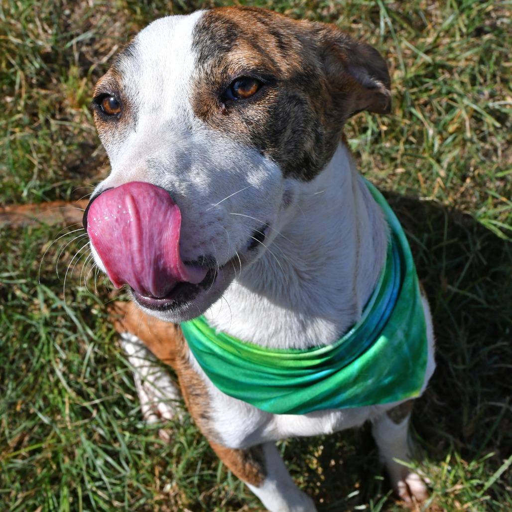 Enlarge Hawkeye, a Adoptable Catahoula Leopard Dog in Beaumont, TX image 2/5