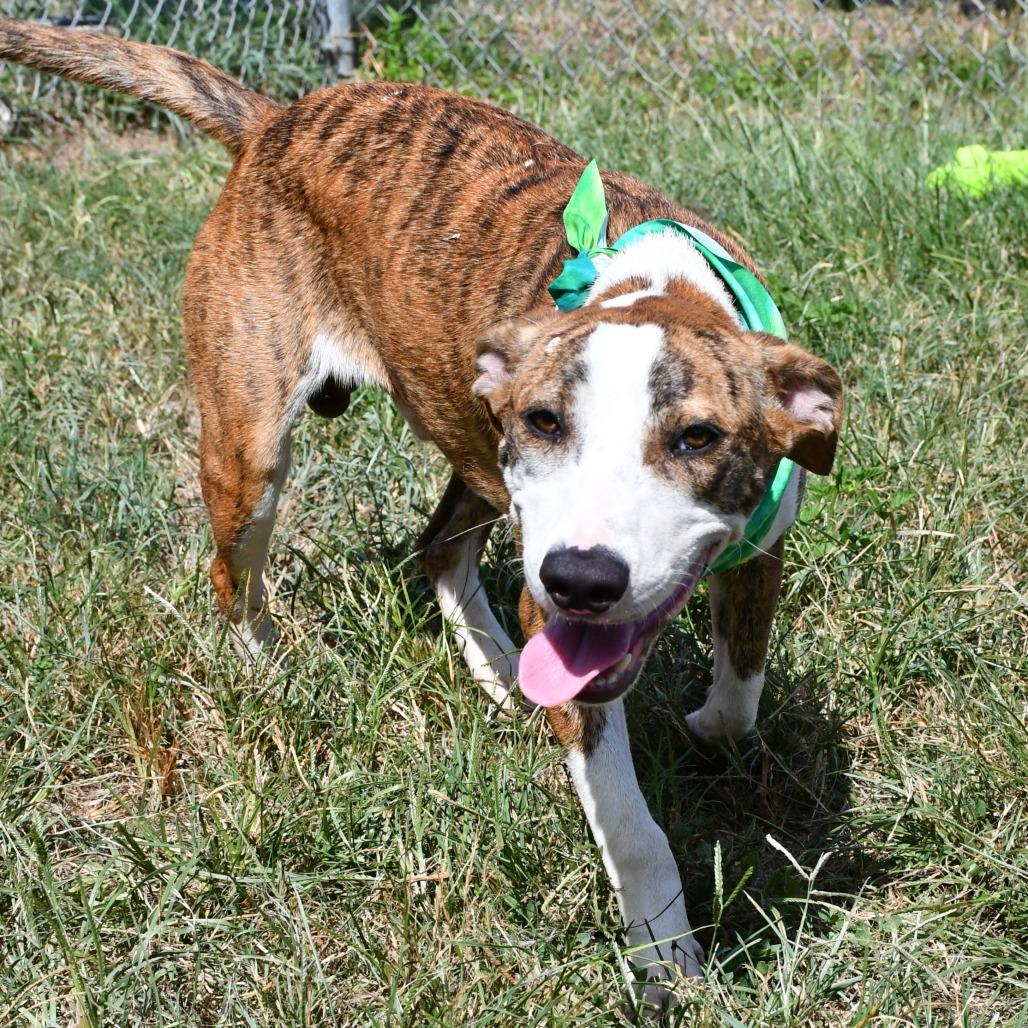 Enlarge Hawkeye, a Adoptable Catahoula Leopard Dog in Beaumont, TX image 3/5