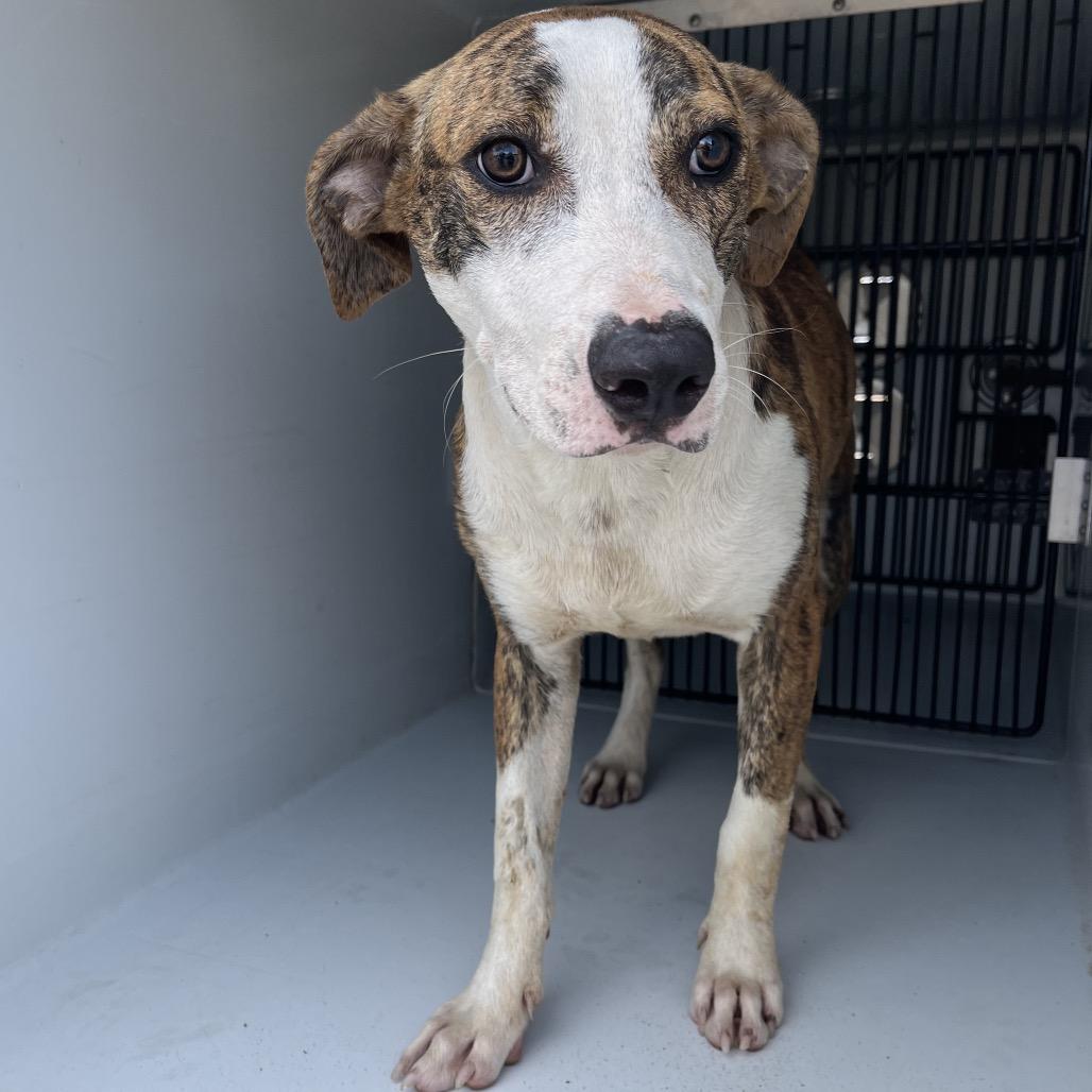 Enlarge Hawkeye, a Adoptable Catahoula Leopard Dog in Beaumont, TX image 4/5