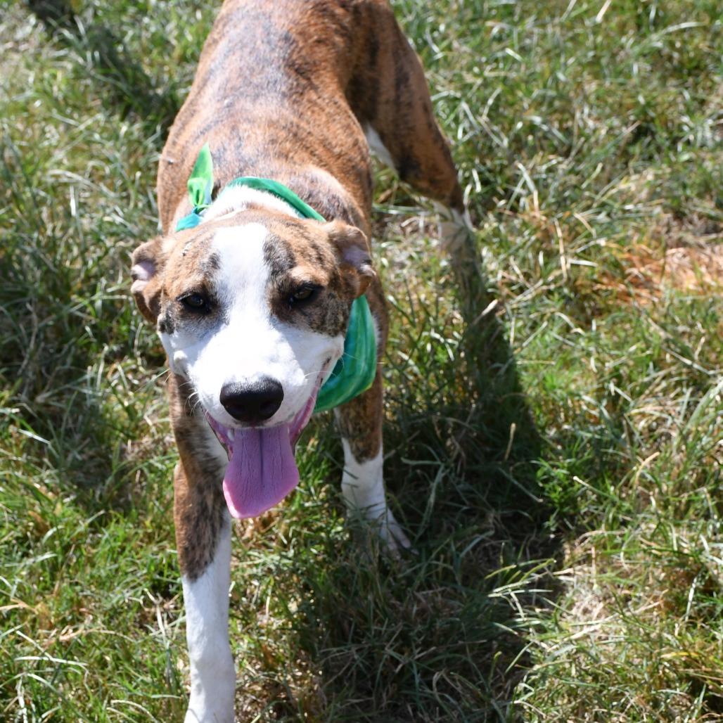 Enlarge Hawkeye, a Adoptable Catahoula Leopard Dog in Beaumont, TX image 5/5