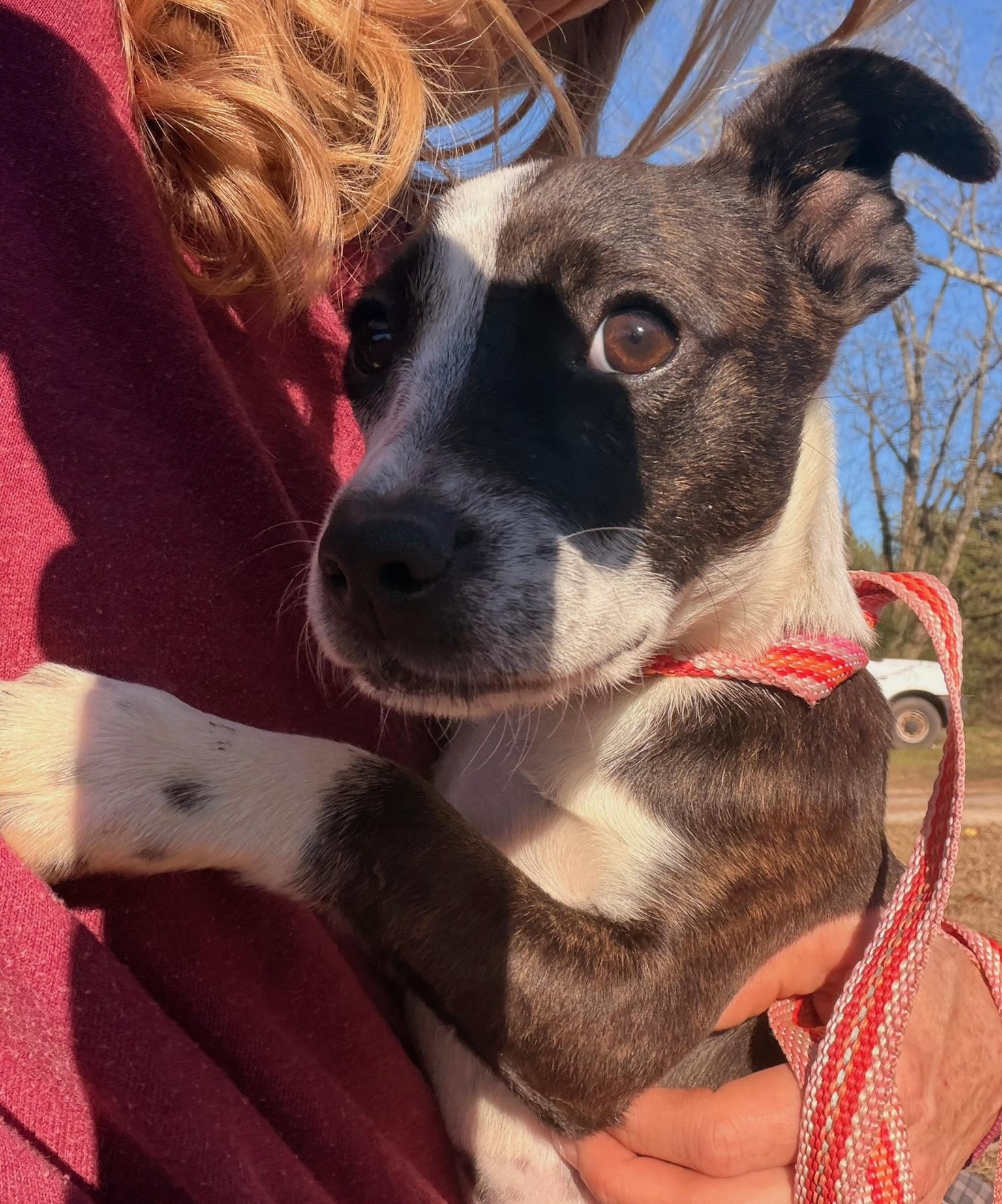 Enlarge Rivers, an adopted mixed breed in Quakertown , PA image 4/5