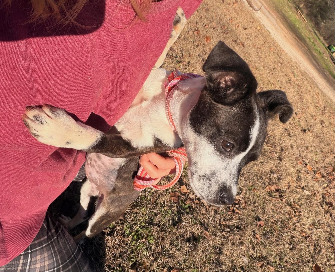 Enlarge Rivers, an adopted mixed breed in Quakertown , PA image 5/5