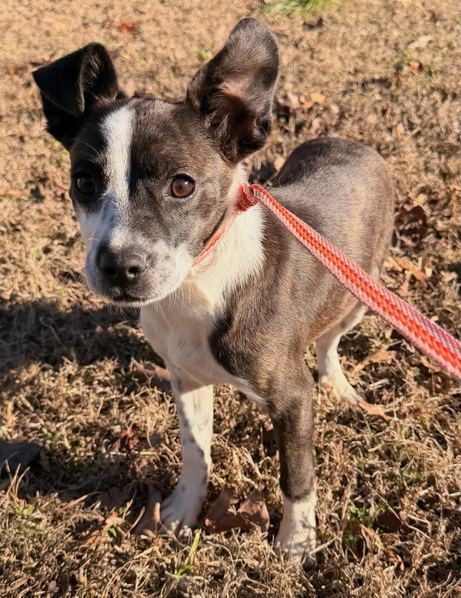 Rivers, adopted, Puppy Female Boston Terrier.