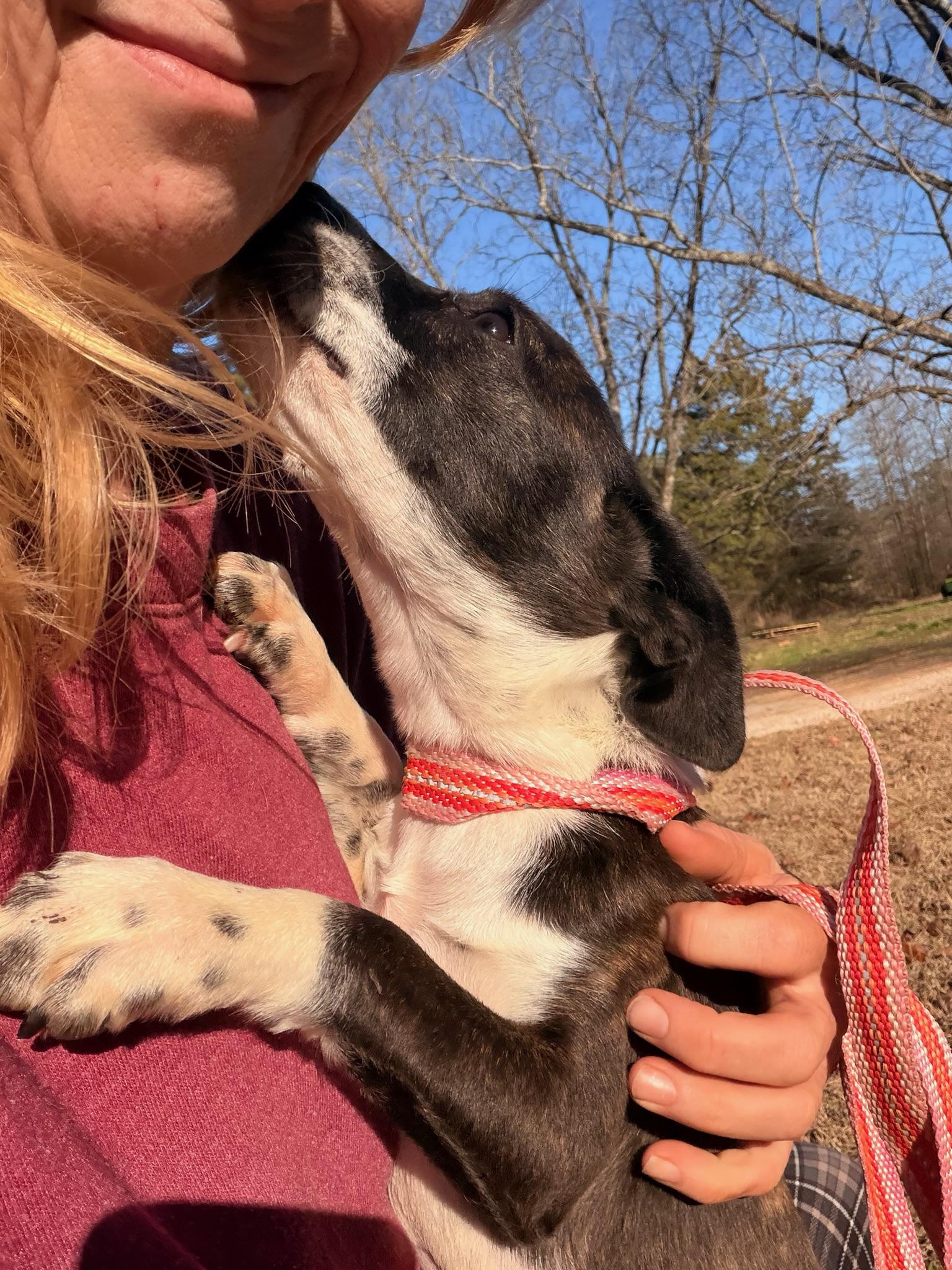 Enlarge Rivers, an adopted mixed breed in Quakertown , PA image 3/5
