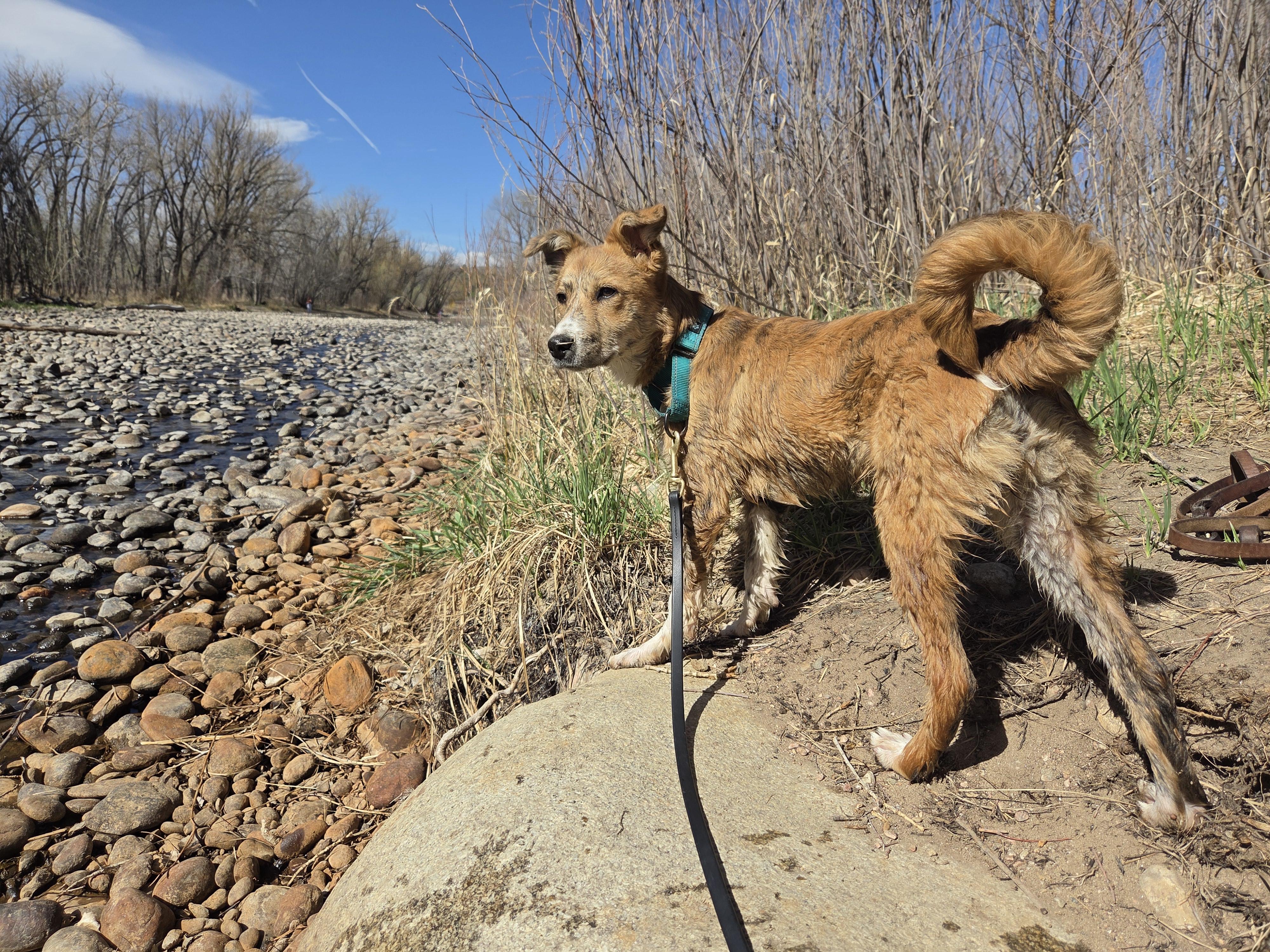 Enlarge Sunny, an adopted mixed breed in Carr, CO image 3/5