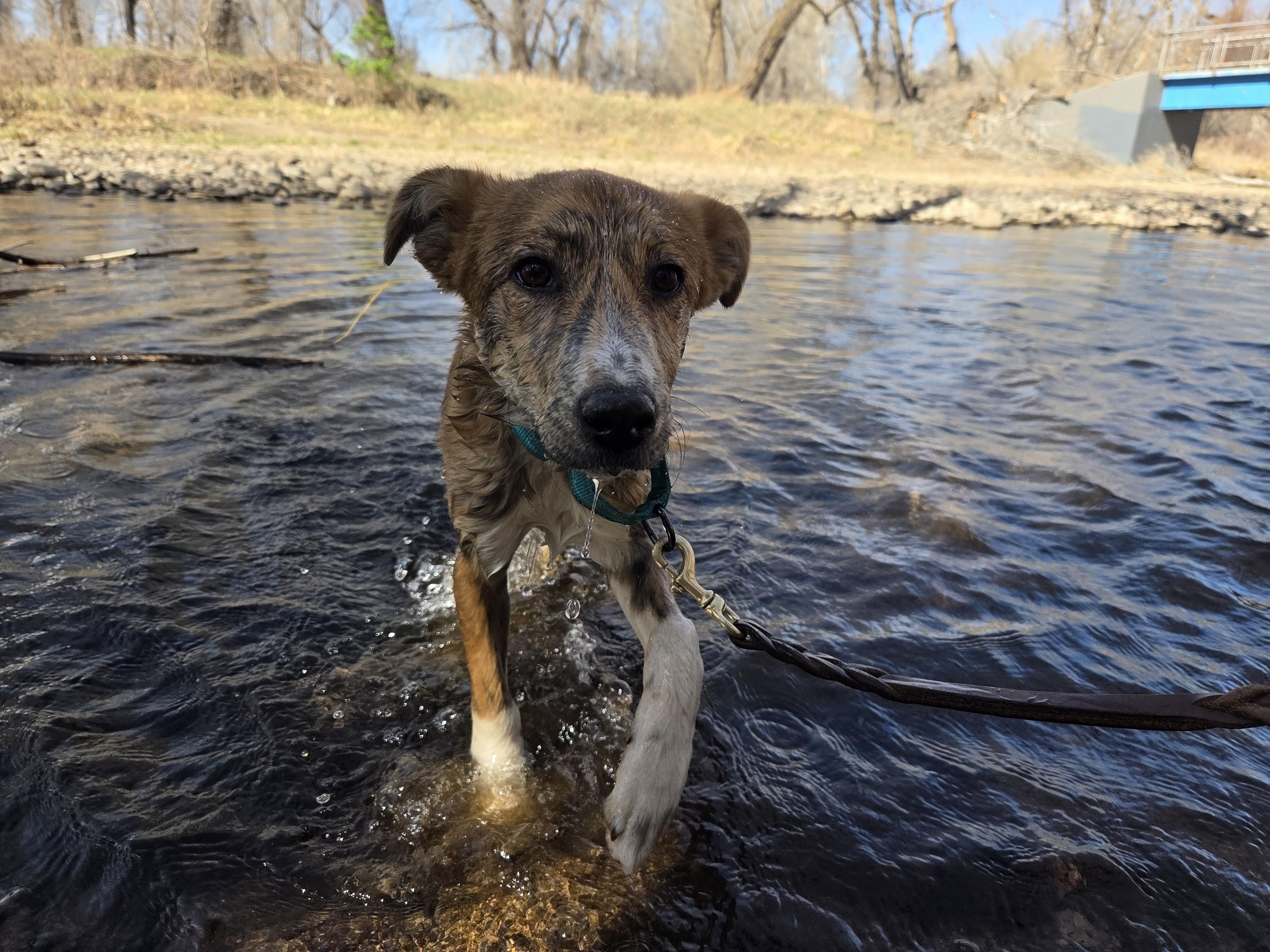 Enlarge Sunny, an adopted mixed breed in Carr, CO image 4/5