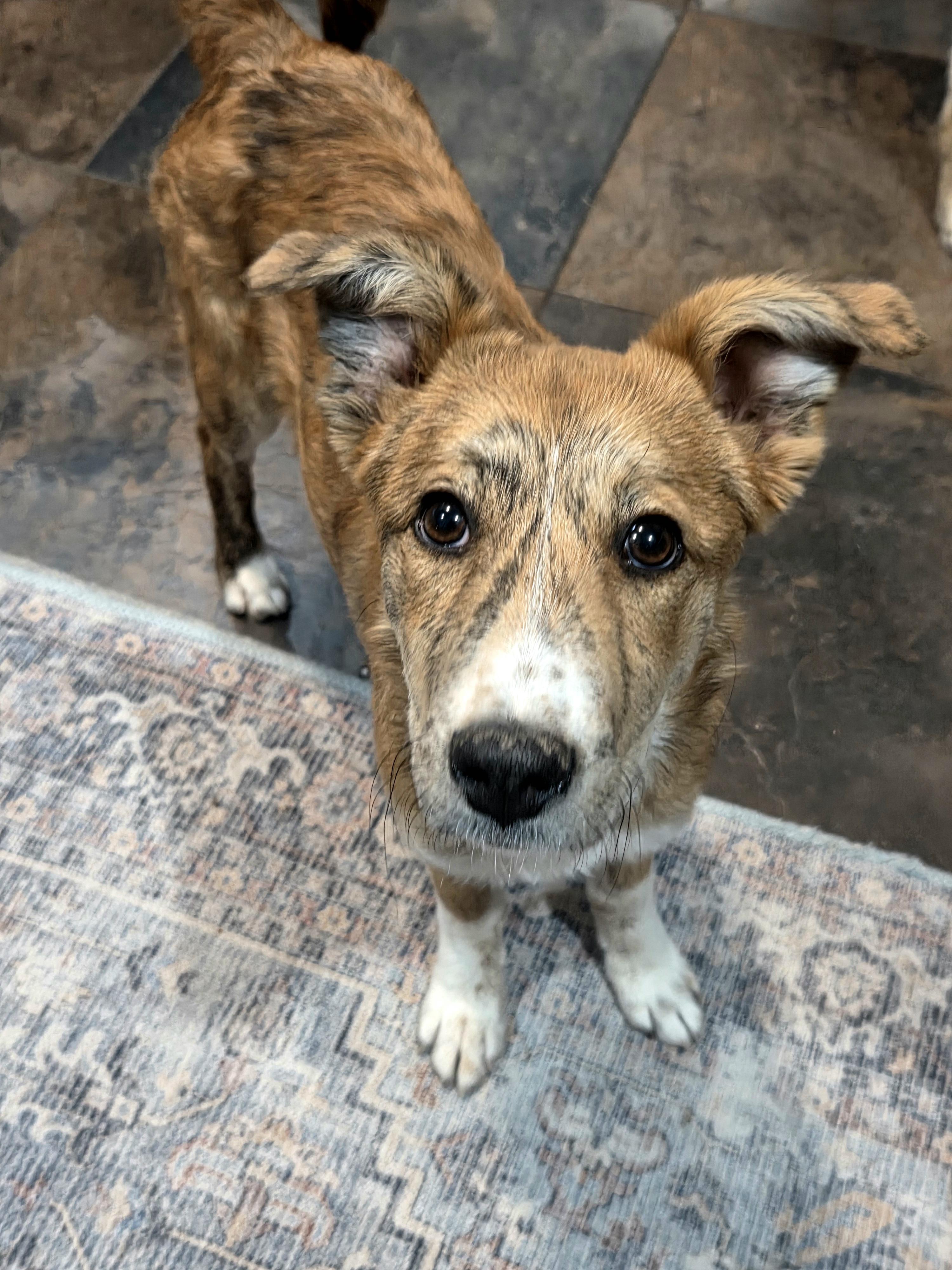 Sunny, adopted, Puppy Female Australian Shepherd.