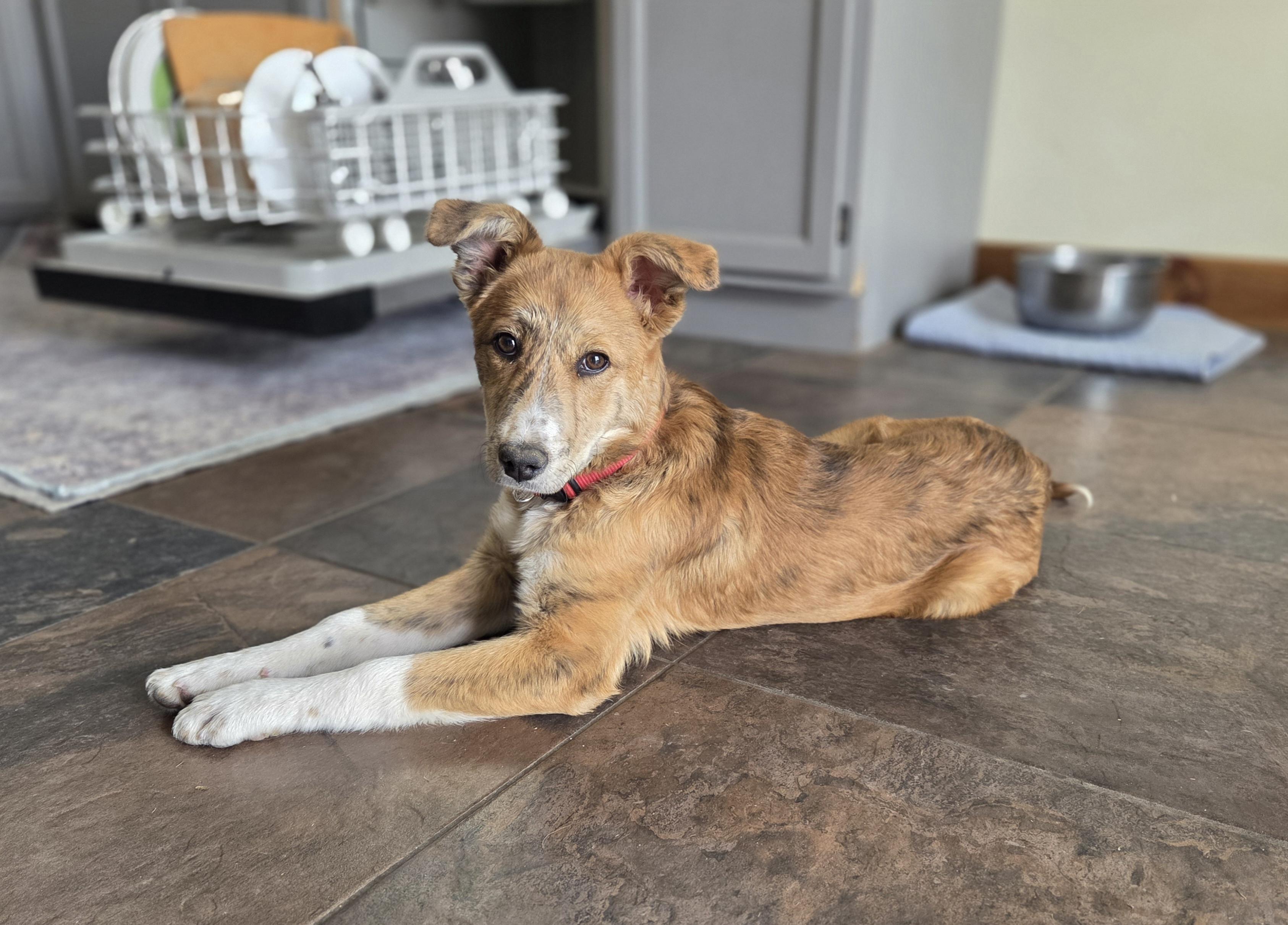 Enlarge Sunny, an adopted mixed breed in Carr, CO image 2/5