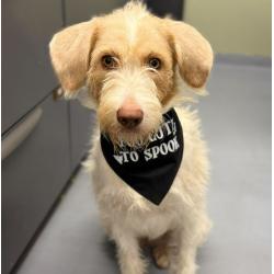 Enlarge Dolly, a Adoptable mixed breed in Tacoma, WA image 2/2