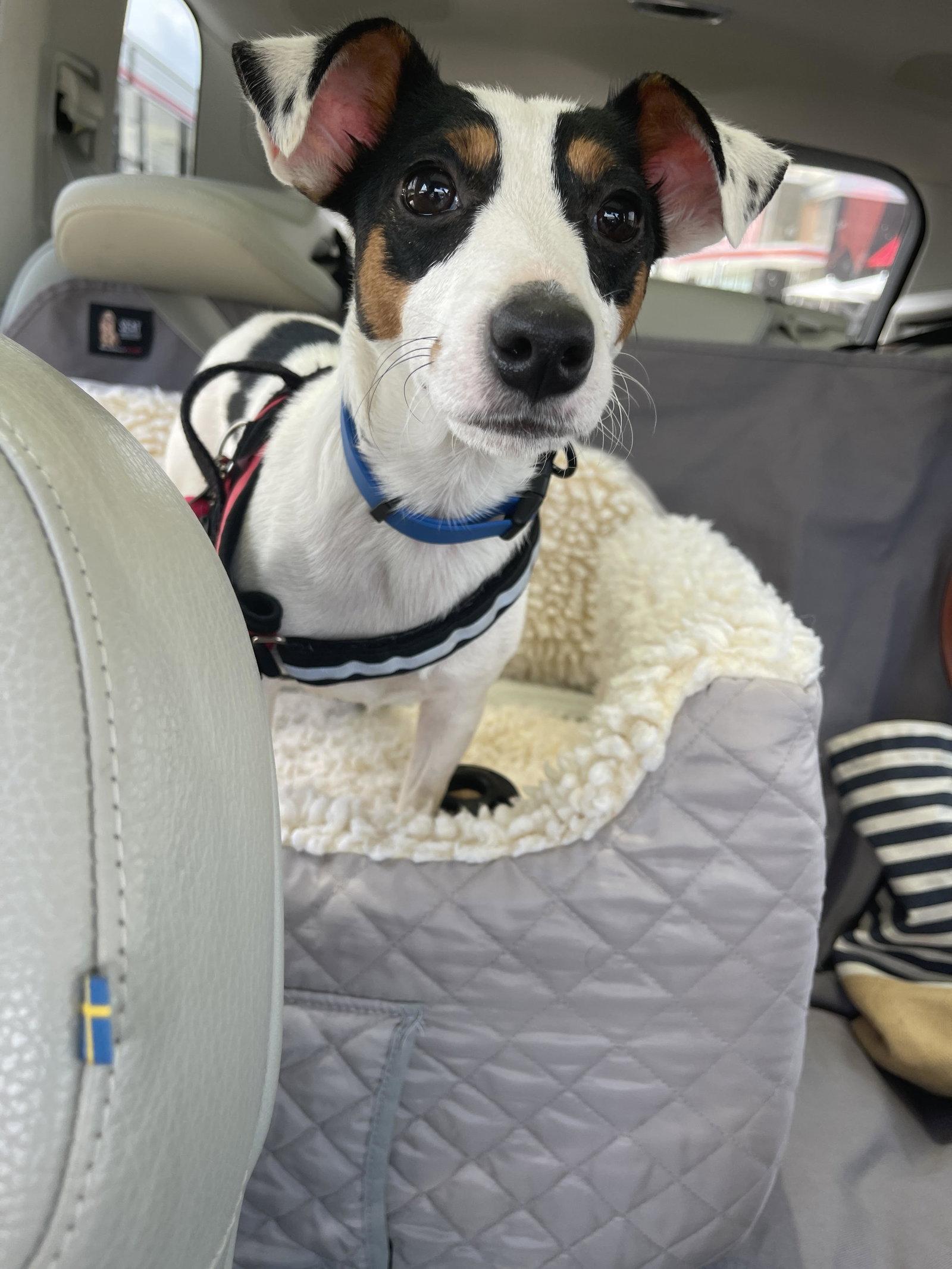 Enlarge Cookie, a Adopted Jack Russell Terrier in Tarrytown, GA image 1/1