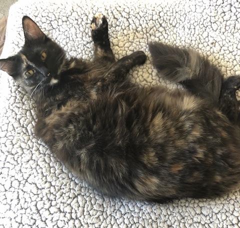 Lyra INDOOR ONLY, a Adoptable mixed breed in Stockton, CA image 6/6
