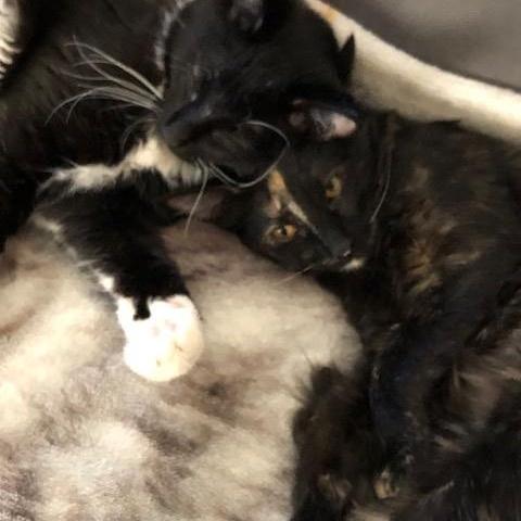 Lyra INDOOR ONLY, a Adoptable mixed breed in Elk Grove, CA image 2/5