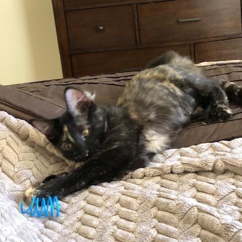 Lyra INDOOR ONLY, a Adoptable mixed breed in Elk Grove, CA image 3/5