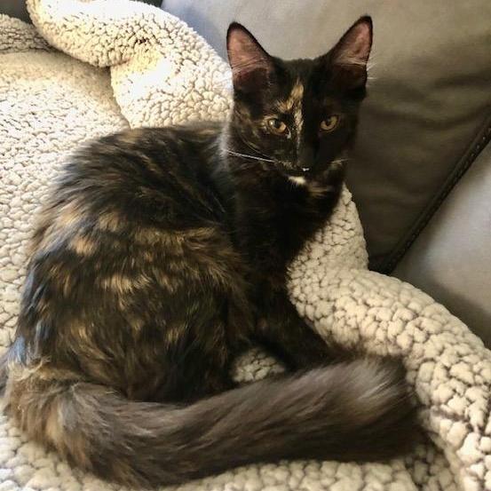 Lyra INDOOR ONLY, a Adoptable mixed breed in Elk Grove, CA image 1/5