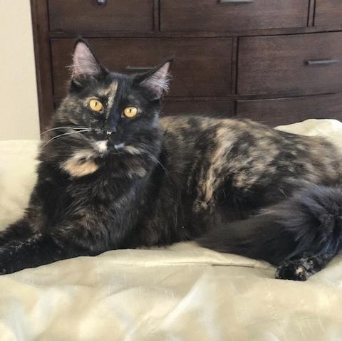 Lyra INDOOR ONLY, a Adoptable mixed breed in Stockton, CA image 5/6