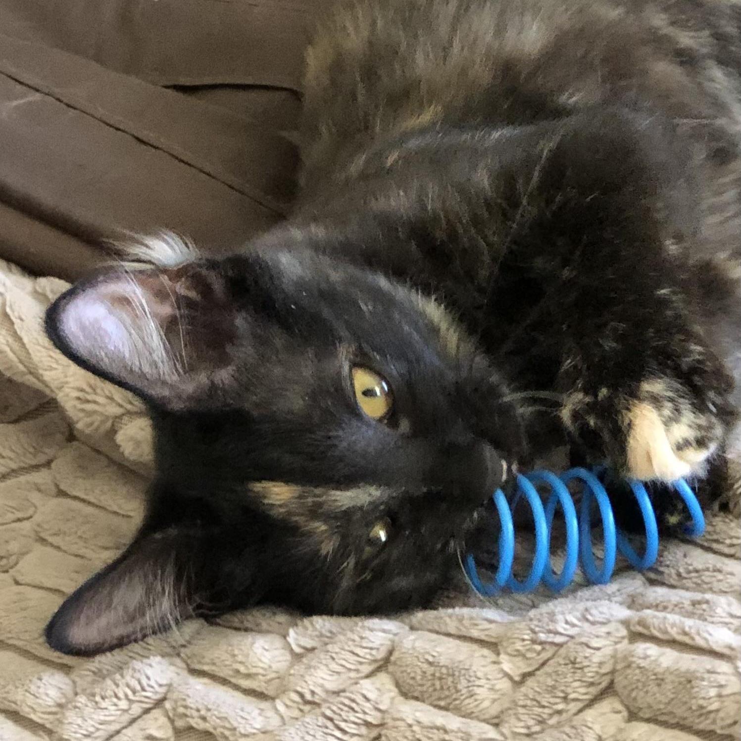 Lyra INDOOR ONLY, a Adoptable mixed breed in Elk Grove, CA image 4/5