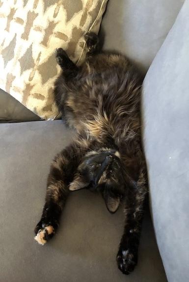 Lyra INDOOR ONLY, a Adoptable mixed breed in Stockton, CA image 4/6