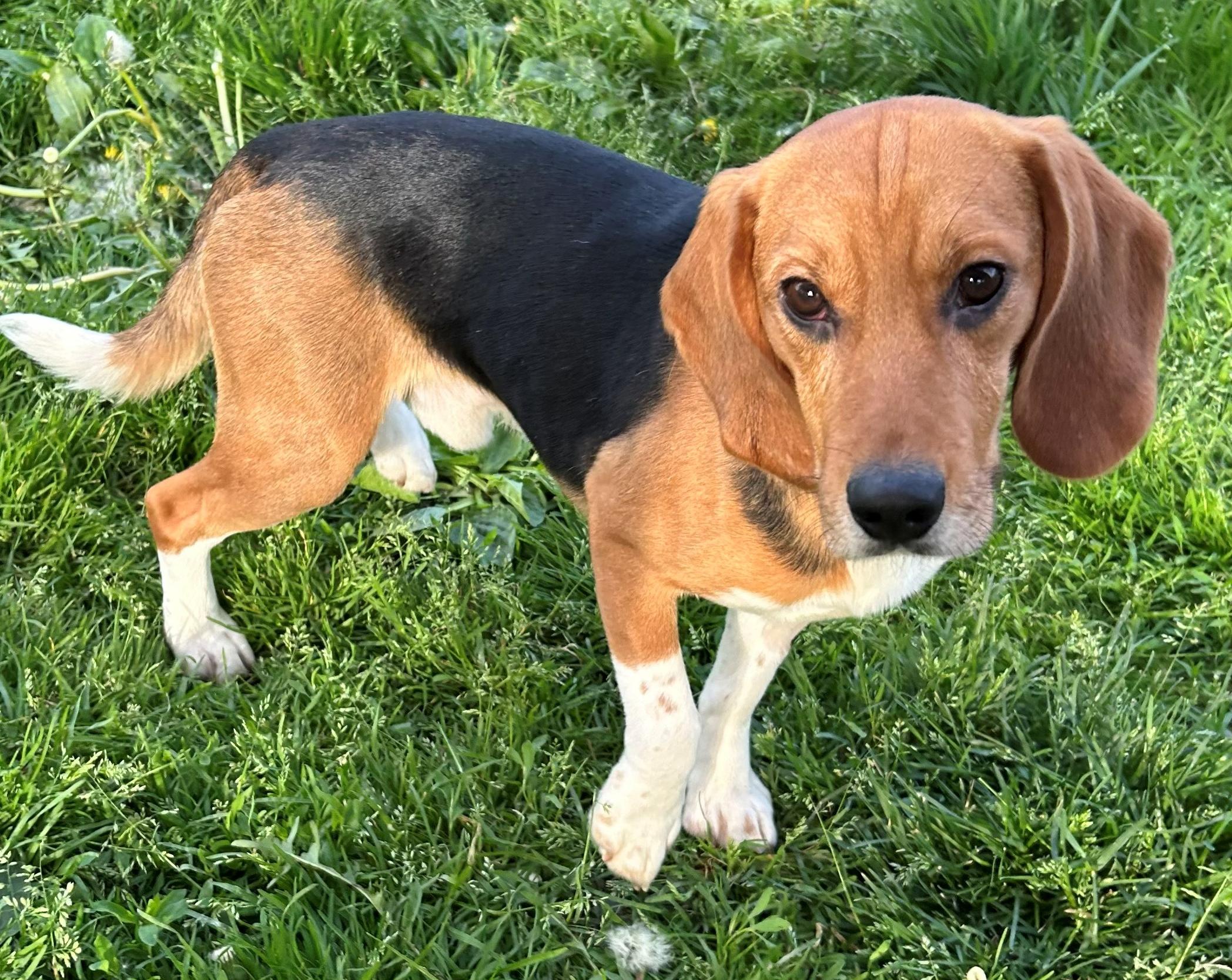 Spirit, an adoptable Beagle in Neillsville, WI image 3/6