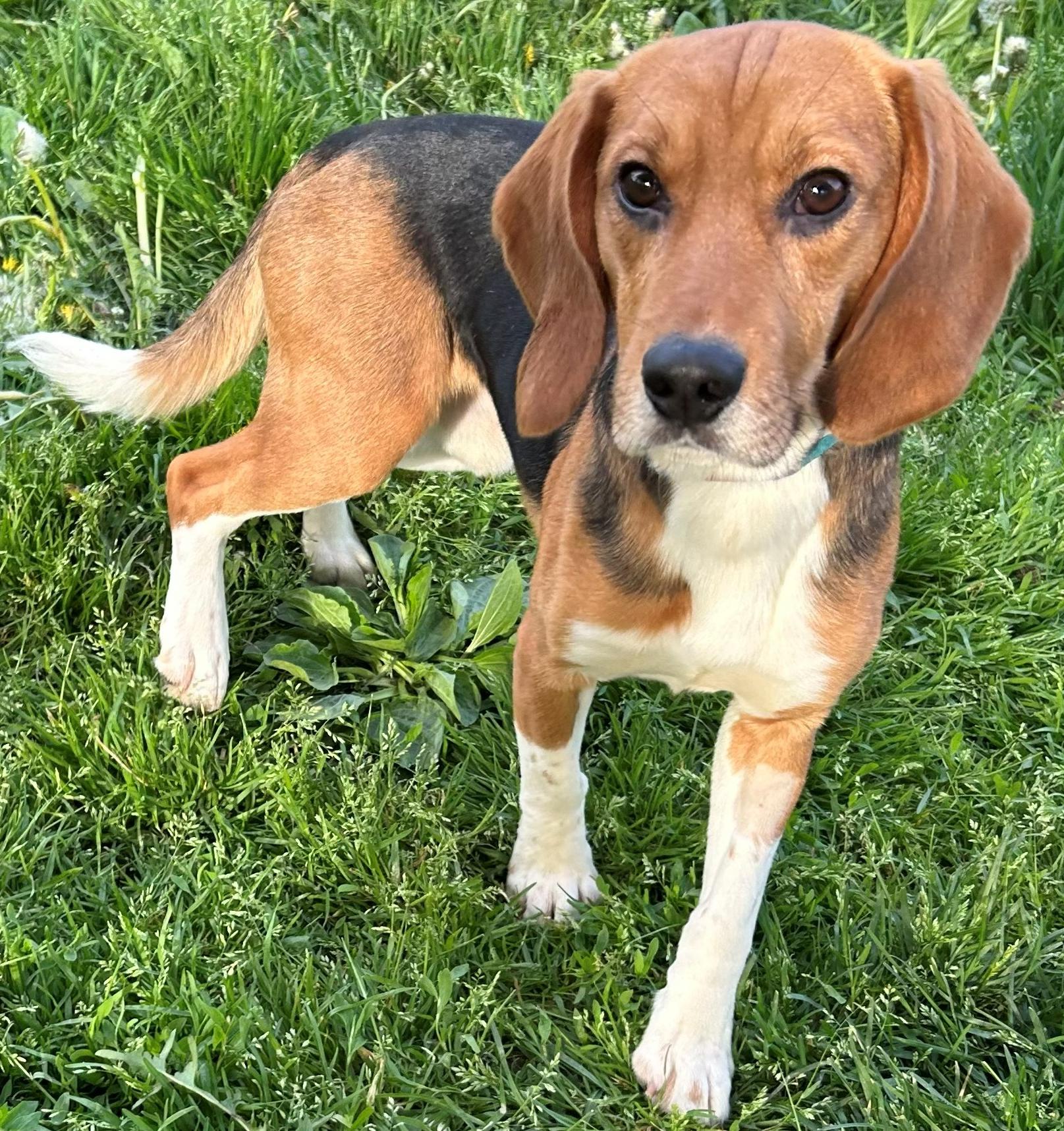 Spirit, an adoptable Beagle in Neillsville, WI image 5/6