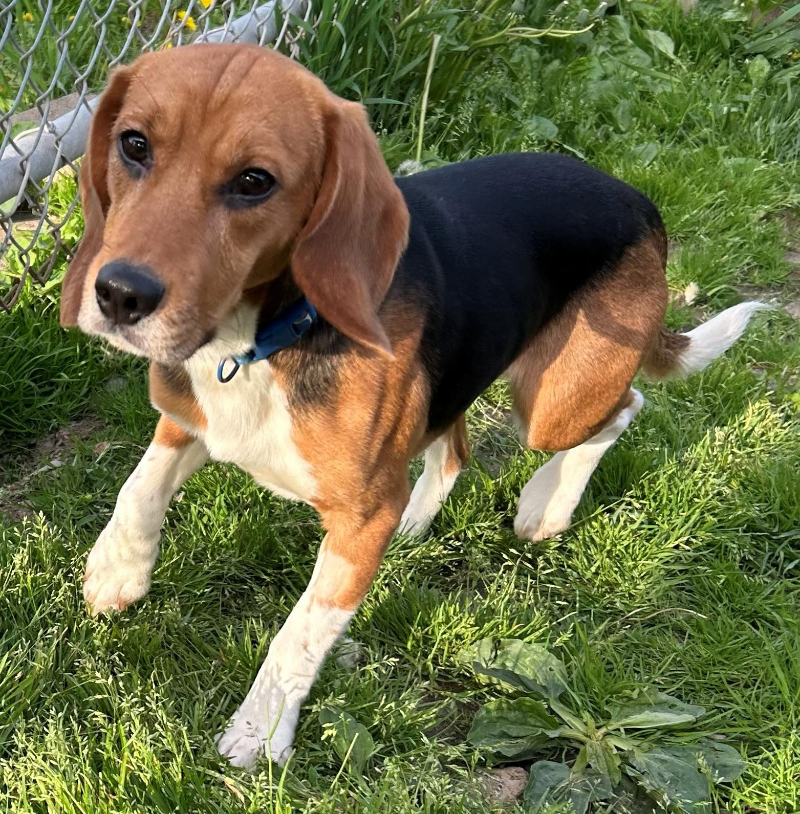 Spirit, an adoptable Beagle in Neillsville, WI image 4/6