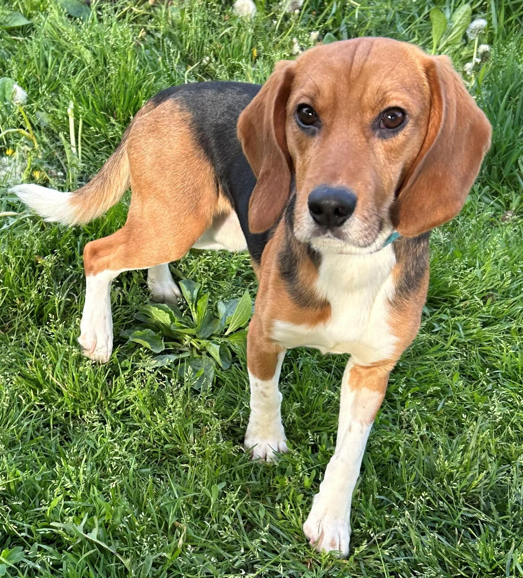 Spirit, an adoptable Beagle in Neillsville, WI image 1/6