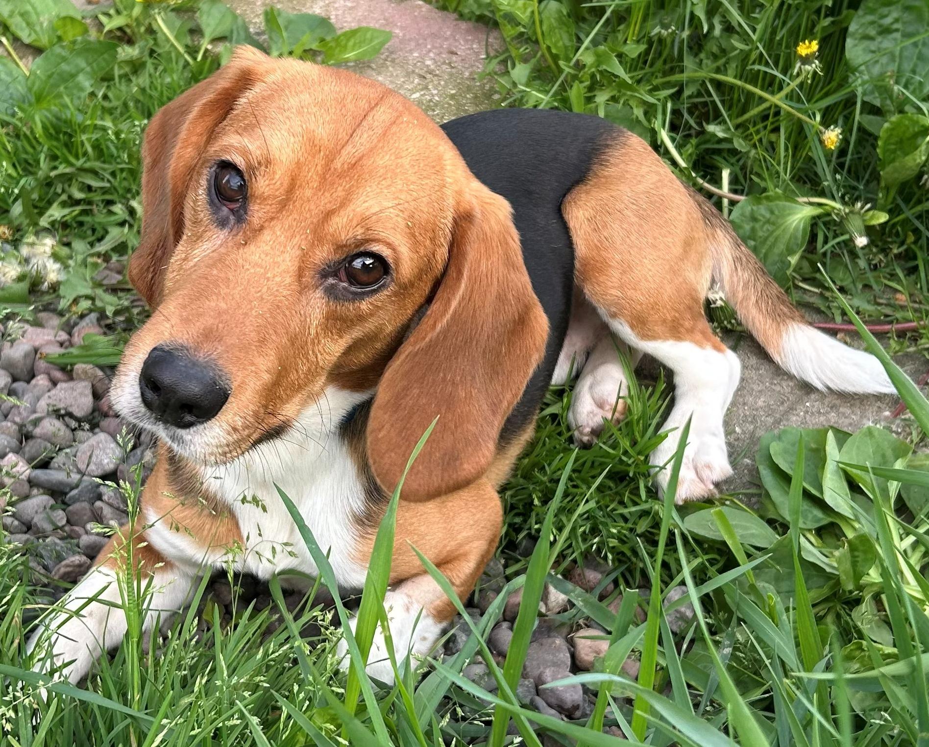 Spirit, an adoptable Beagle in Neillsville, WI image 2/6