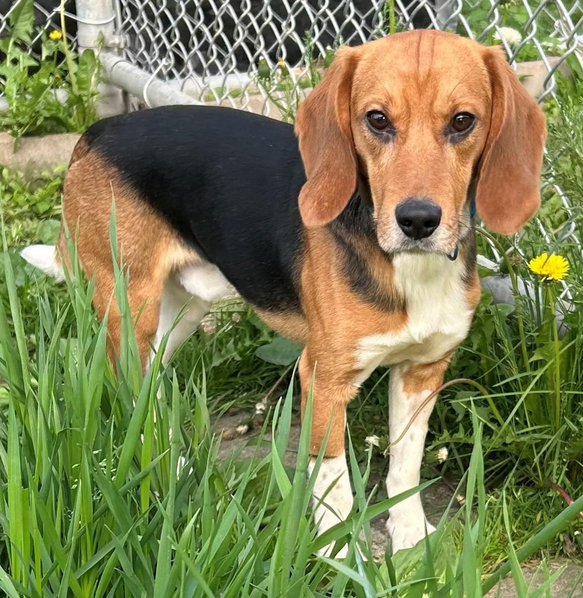 Spirit, an adoptable Beagle in Neillsville, WI image 6/6