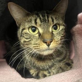 Enlarge Jassy, a Adoptable Domestic Short Hair in Worcester, MA image 1/1
