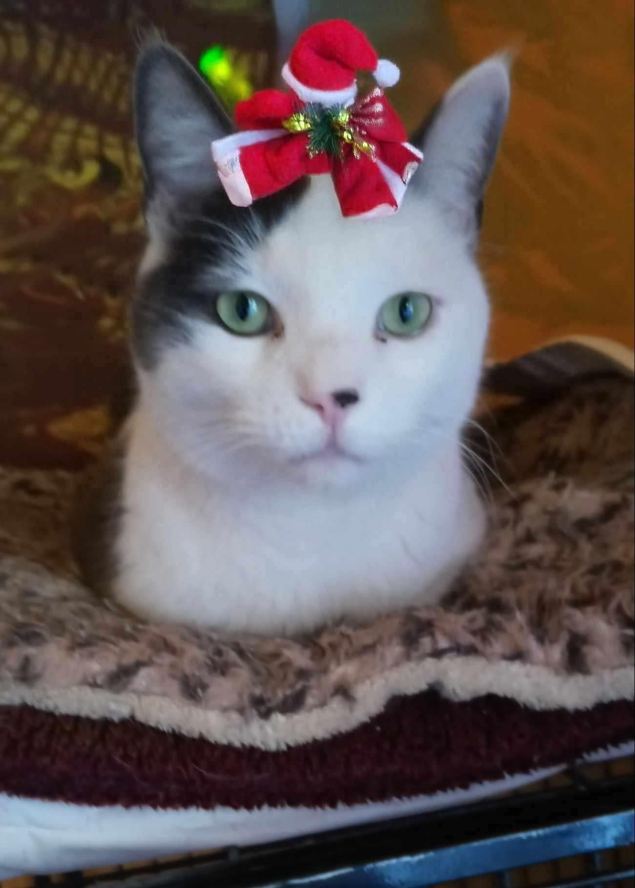 Enlarge Pip, a Adopted Domestic Short Hair in Paonia, CO image 1/1