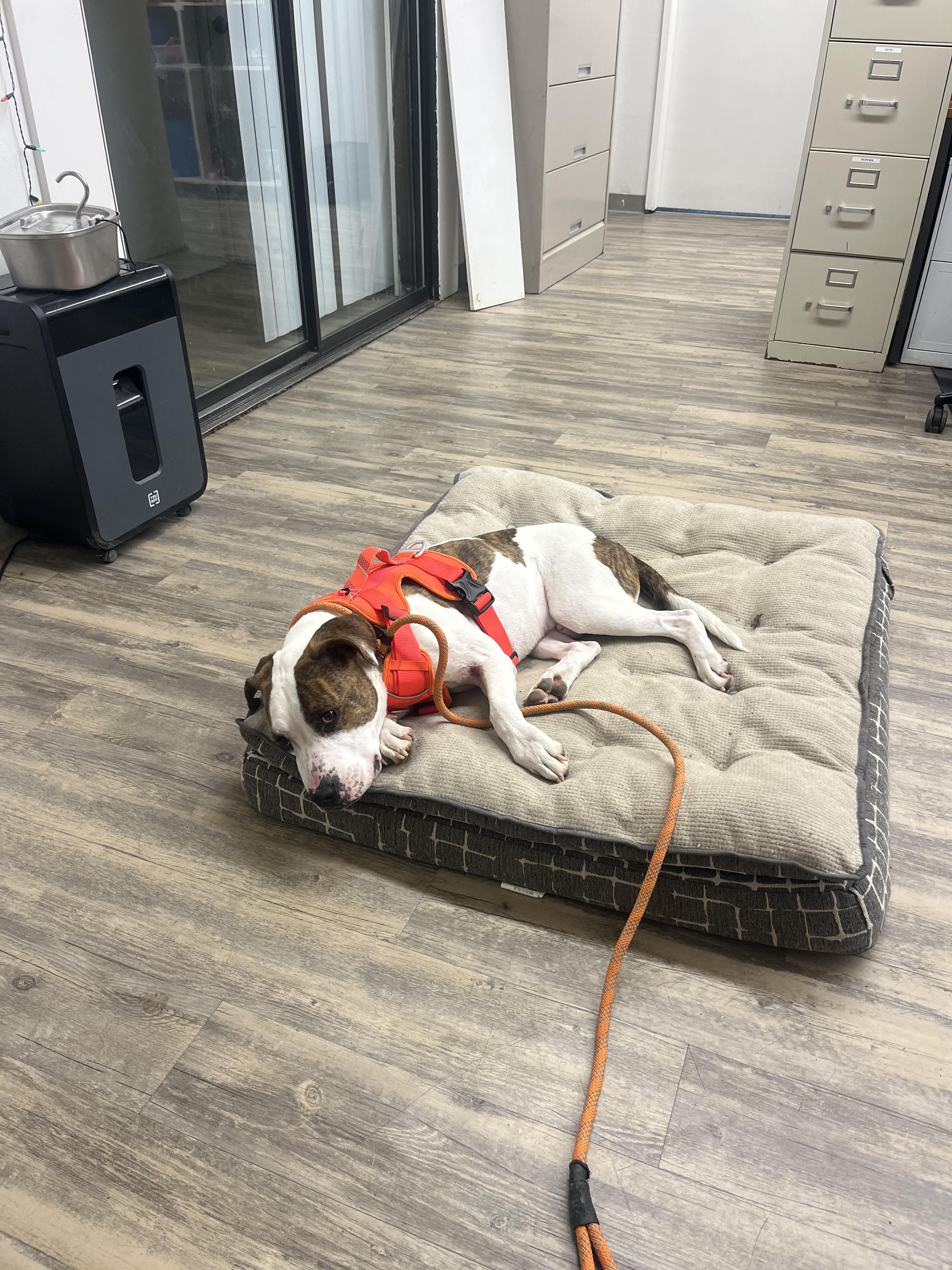 Brisket 0124, an adoptable mixed breed in Sonora, CA image 1/5