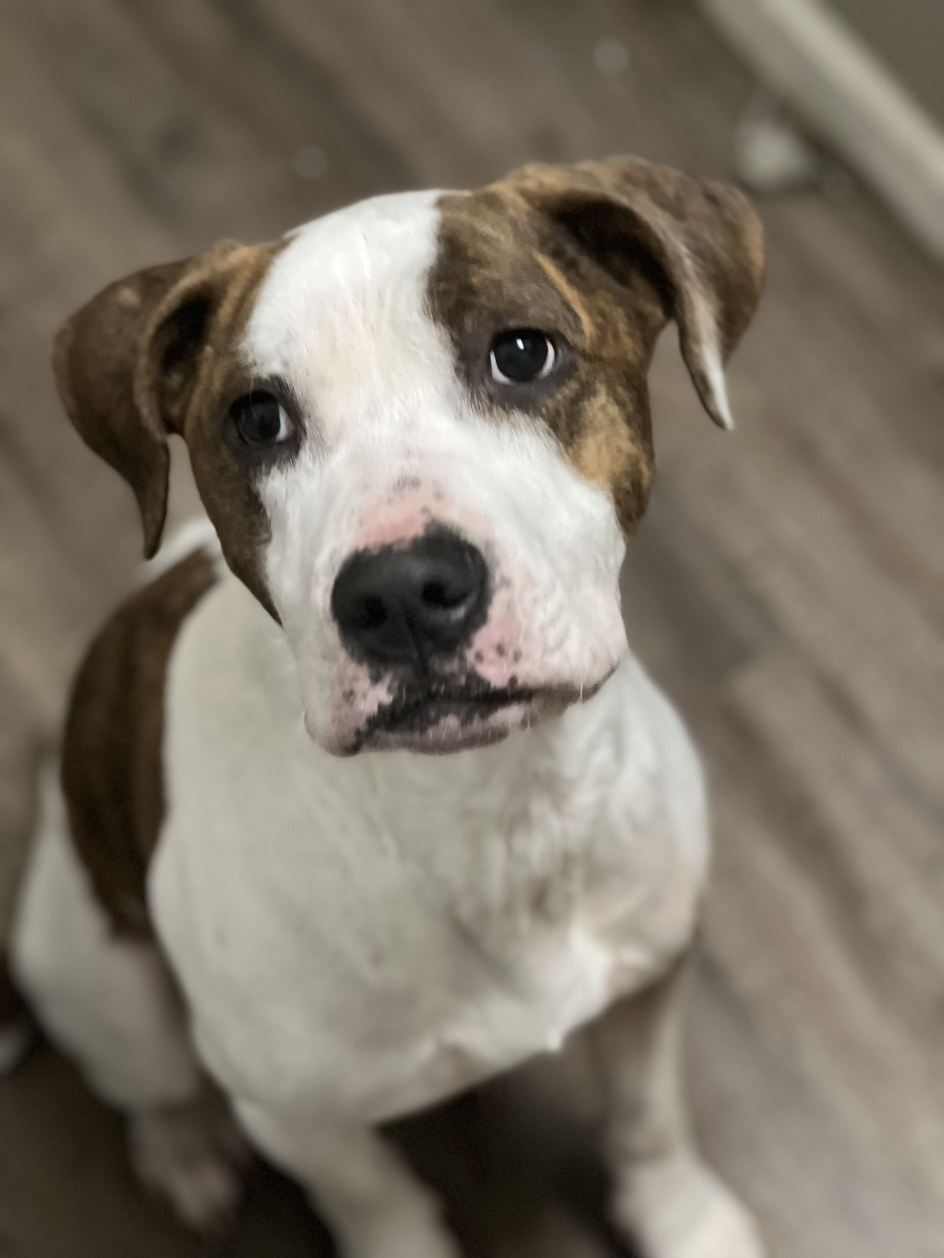 Brisket 0124, an adoptable mixed breed in Sonora, CA image 3/5