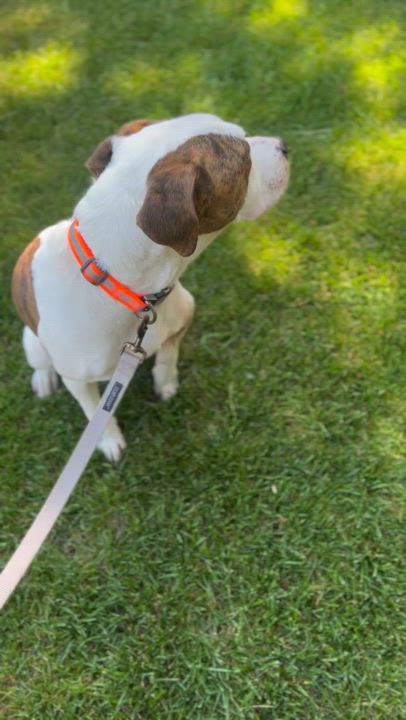 Enlarge Brisket 0124, an adoptable mixed breed in Sonora, CA video 5/5