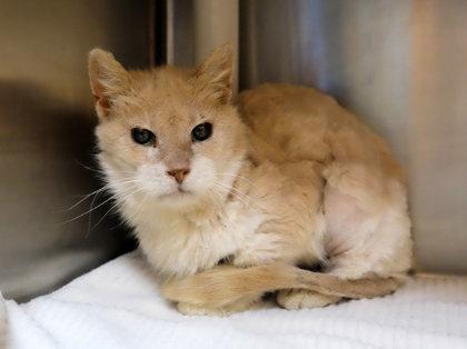 Hepburn — thumbnail 2