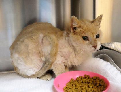 Hepburn — thumbnail 3