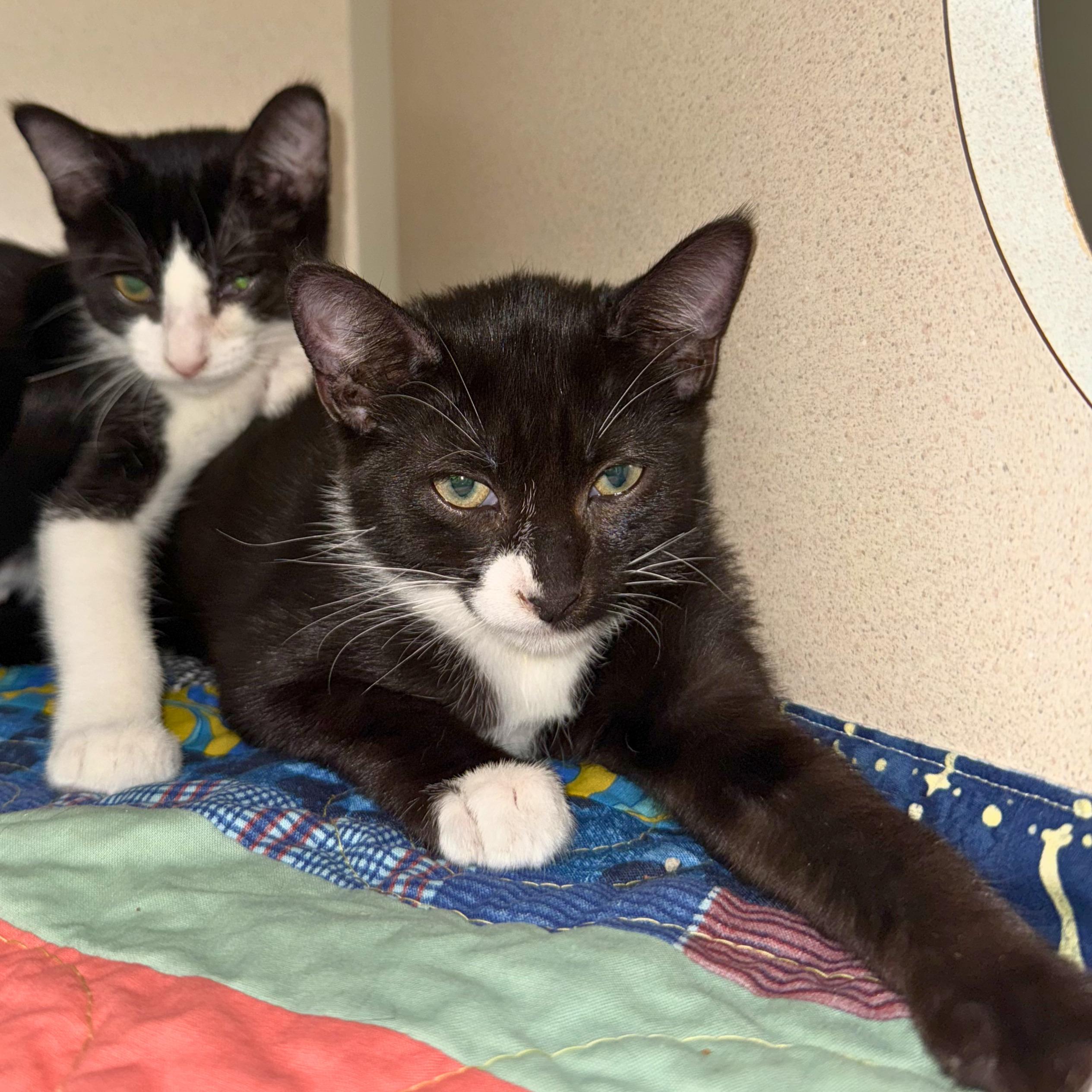 Sir Pounce, an adoptable Domestic Short Hair in Ridgway, CO image 2/3