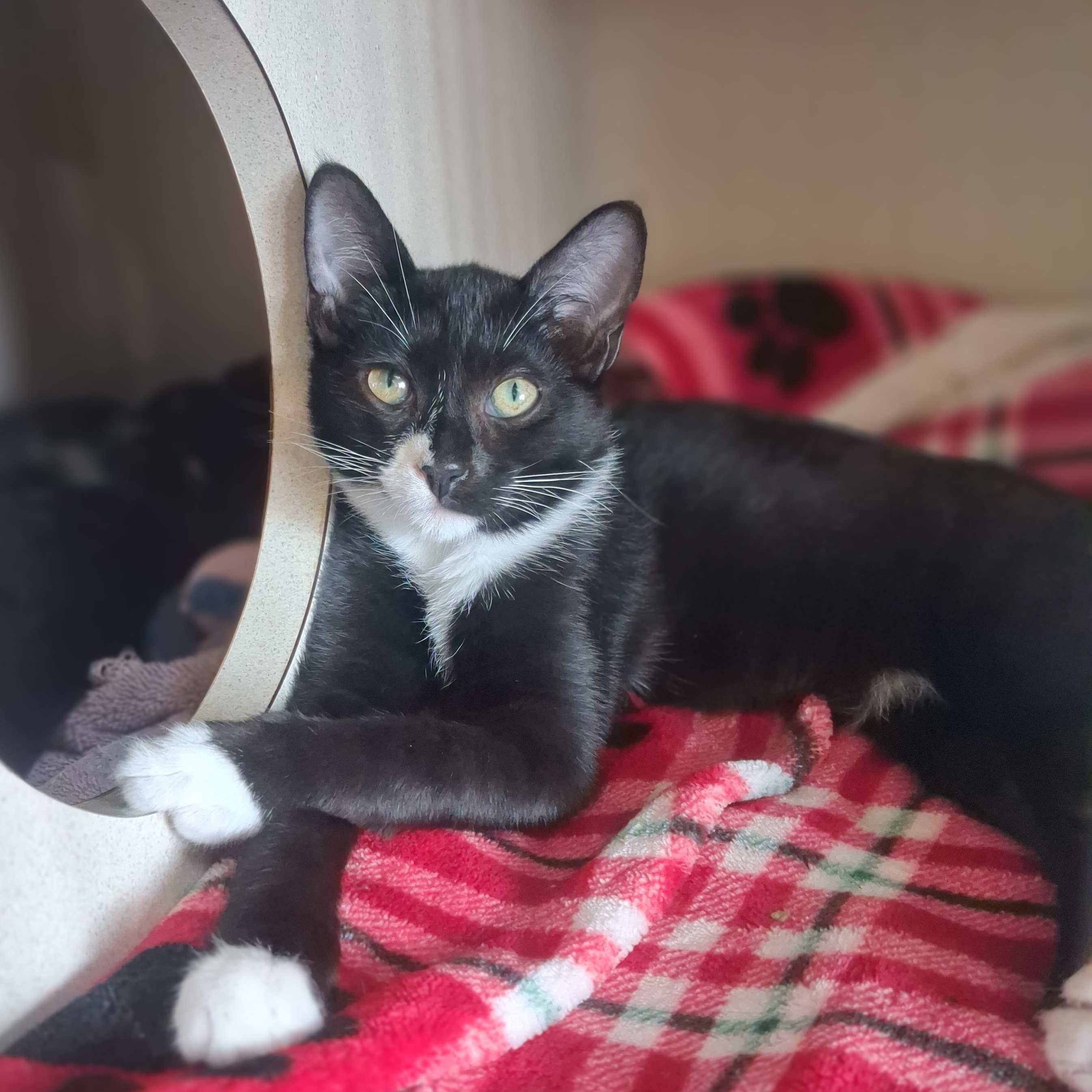 Sir Pounce, an adoptable Domestic Short Hair in Ridgway, CO image 1/3