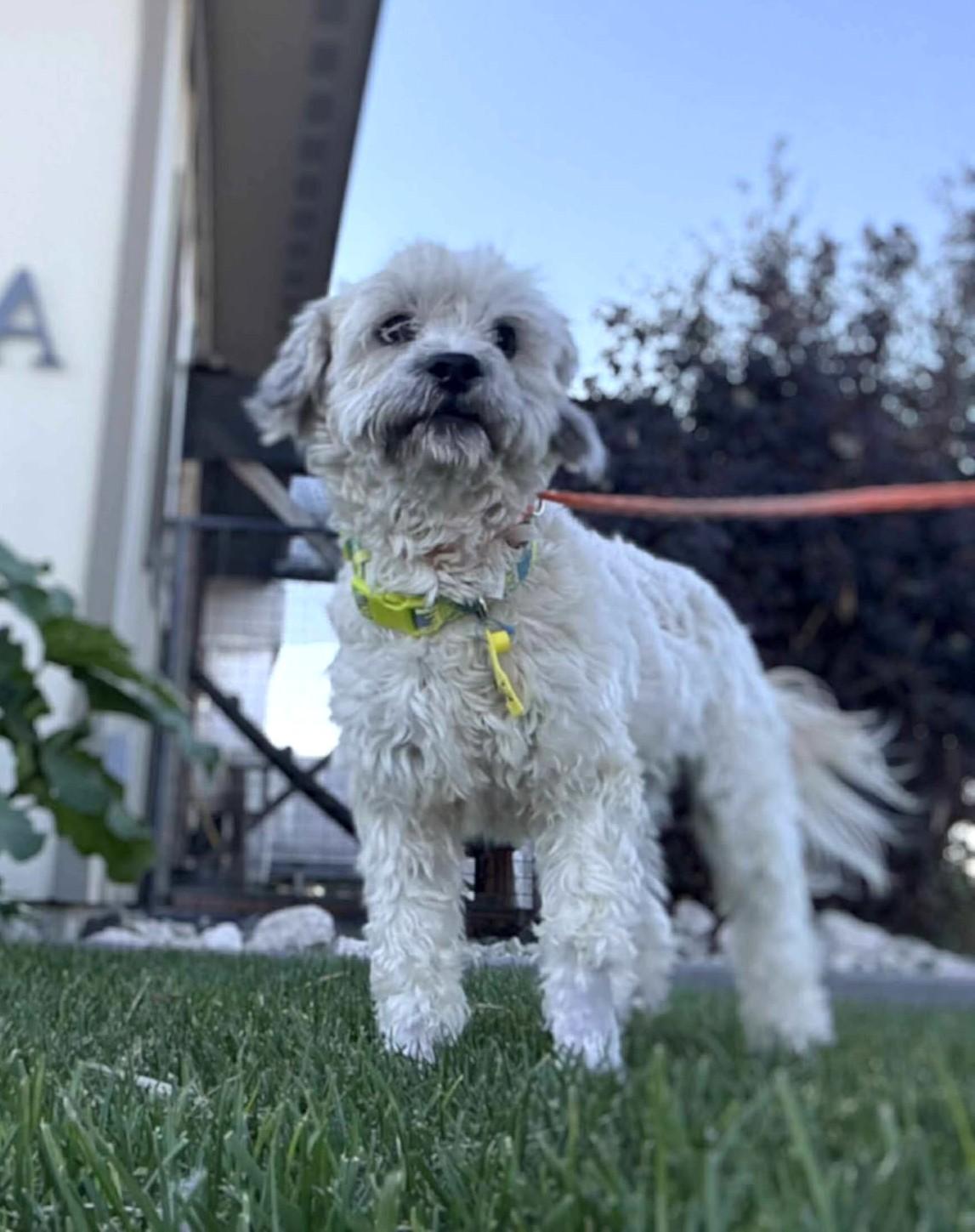 Zillow: RIDGE DOG IN TRAINING @ LOCAL PRISON, a Adoptable mixed breed in Othello, WA image 1/5