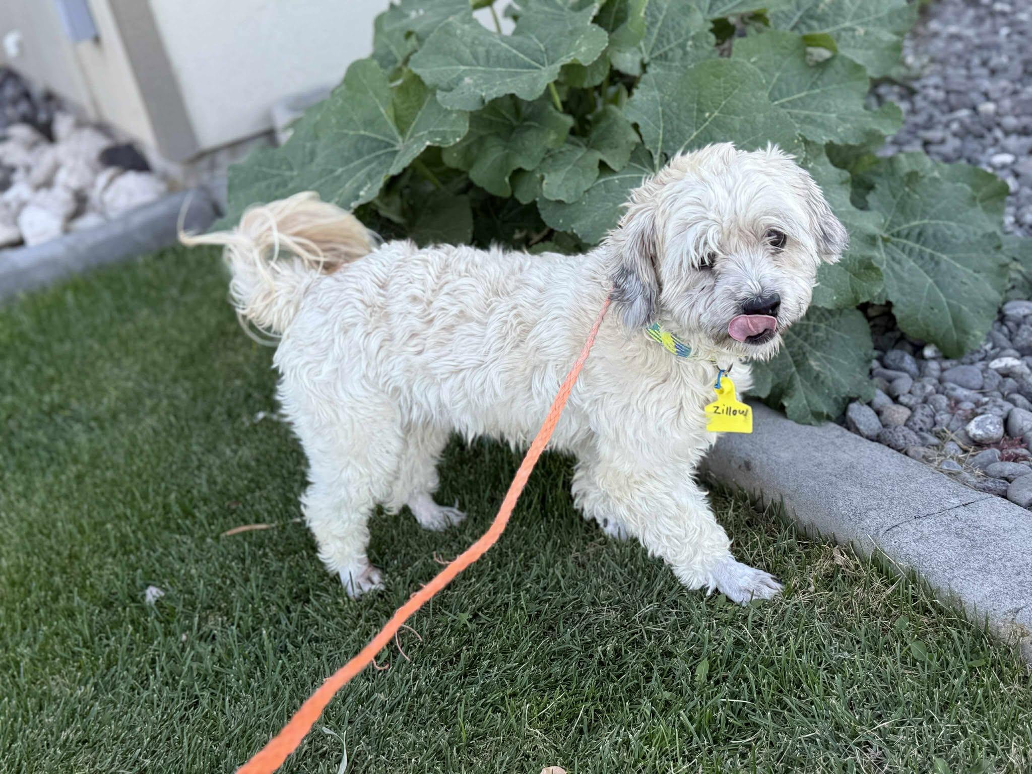 Zillow: RIDGE DOG IN TRAINING @ LOCAL PRISON, Adoptable, Adult Male Mixed Breed.