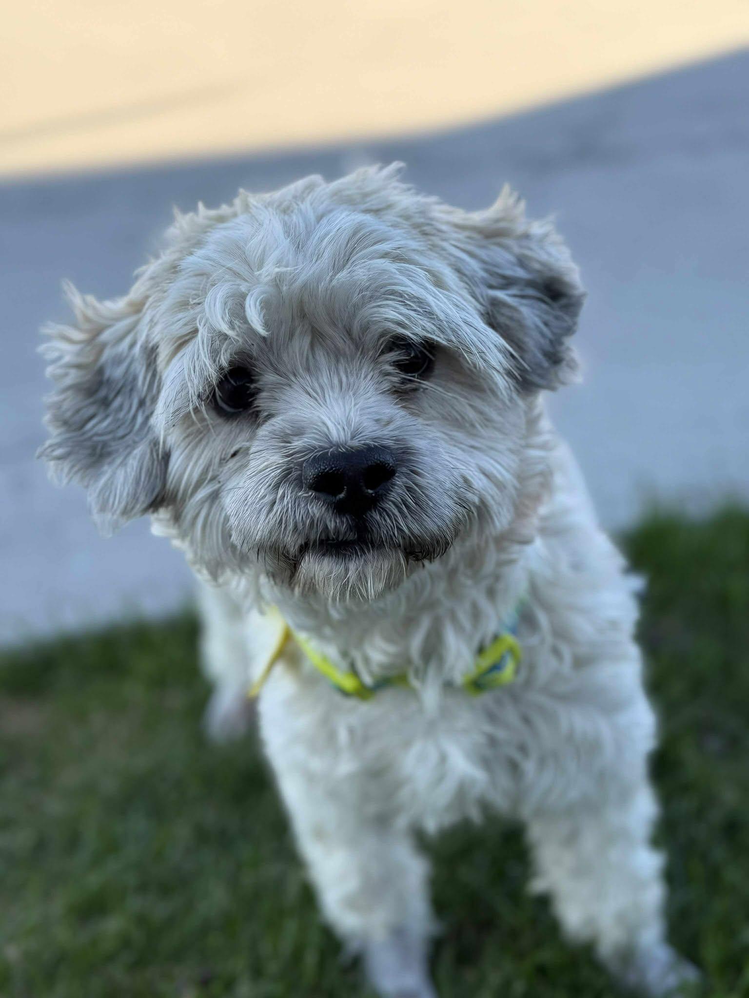 Zillow: RIDGE DOG IN TRAINING @ LOCAL PRISON, a Adoptable mixed breed in Othello, WA image 3/5