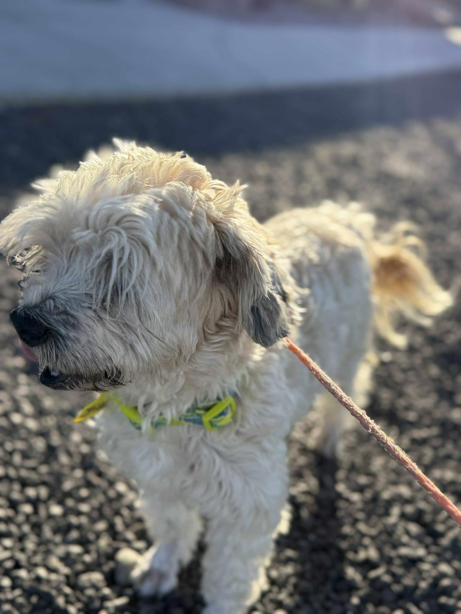 Zillow: RIDGE DOG IN TRAINING @ LOCAL PRISON, a Adoptable mixed breed in Othello, WA image 4/5