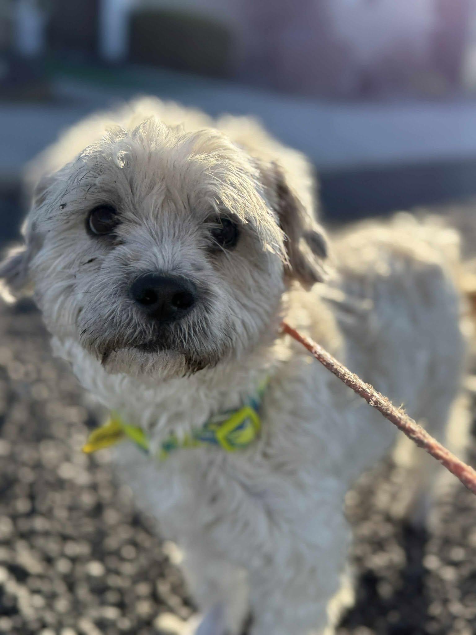 Zillow: RIDGE DOG IN TRAINING @ LOCAL PRISON, a Adoptable mixed breed in Othello, WA image 5/5