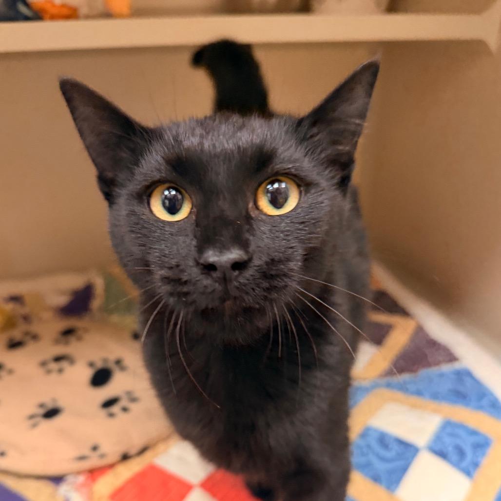 Enlarge Nova, a Adoptable Domestic Short Hair in Pagosa Springs, CO image 1/2