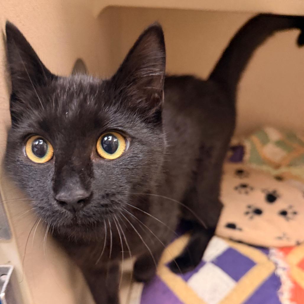 Enlarge Nova, a Adoptable Domestic Short Hair in Pagosa Springs, CO image 2/2
