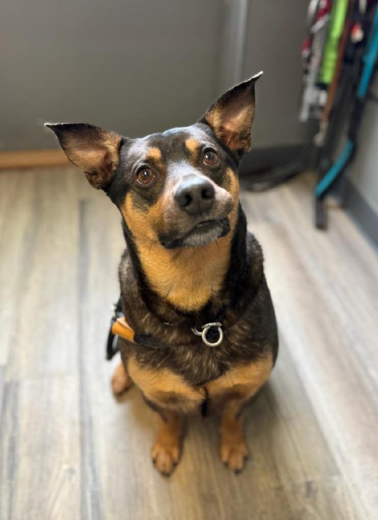 Enlarge Leon, a Adoptable Mixed Breed in Lagrange, IN image 1/4