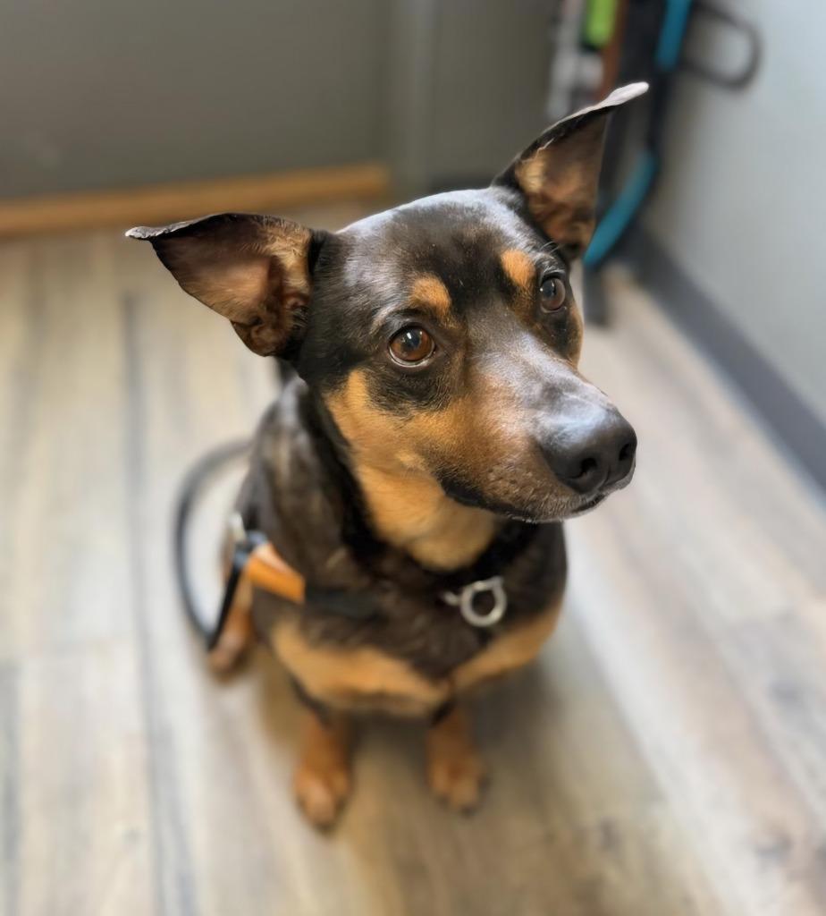 Enlarge Leon, a Adoptable Mixed Breed in Lagrange, IN image 2/4