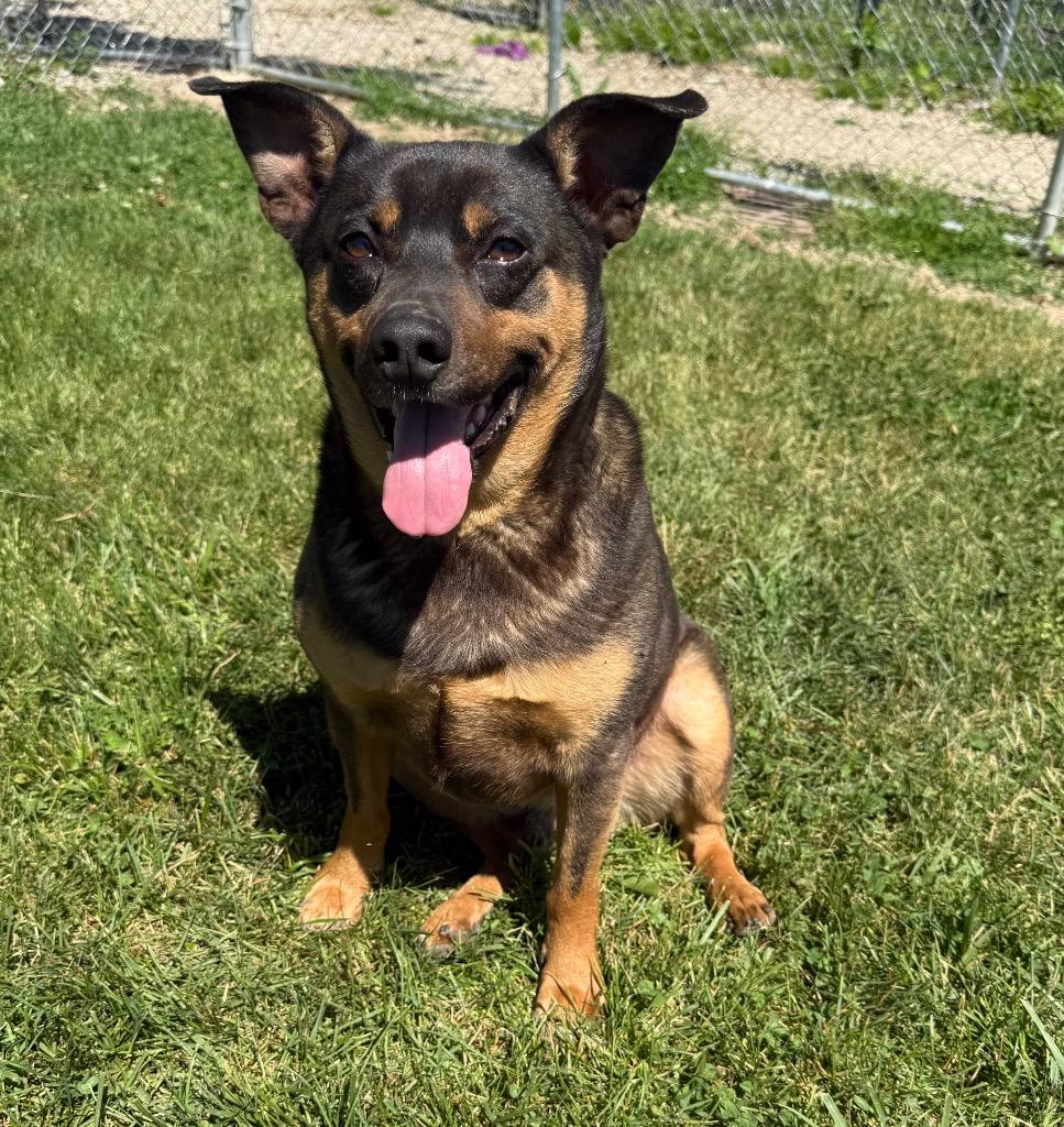 Leon, a Adoptable Mixed Breed in Lagrange, IN image 3/5
