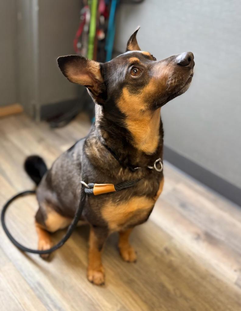 Enlarge Leon, a Adoptable Mixed Breed in Lagrange, IN image 4/4